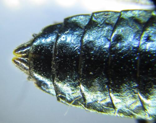 Réf. 287 440 : Acantholyda erythrocephala