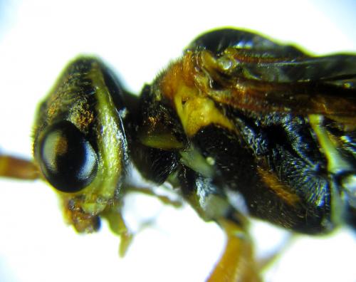 Cephalcia alashanica