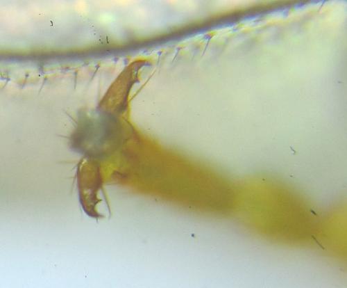 Réf. 287 401 : Cephalcia pallidula