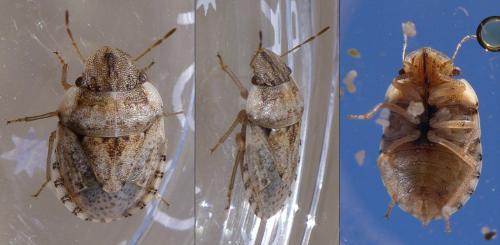 Réf. 287 617 : Sciocoris conspurcatus majusculus