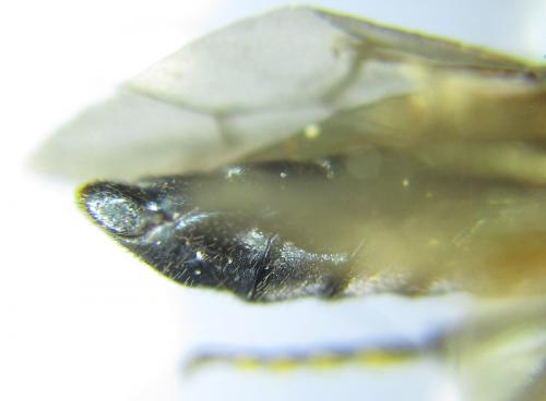 Réf. 287 441 : Acantholyda erythrocephala