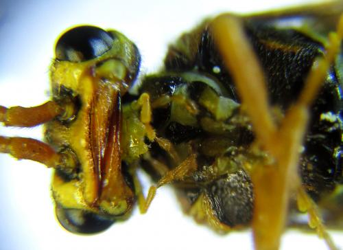 Cephalcia alashanica