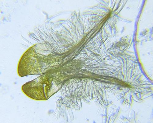Réf. 287 402 : Cephalcia pallidula