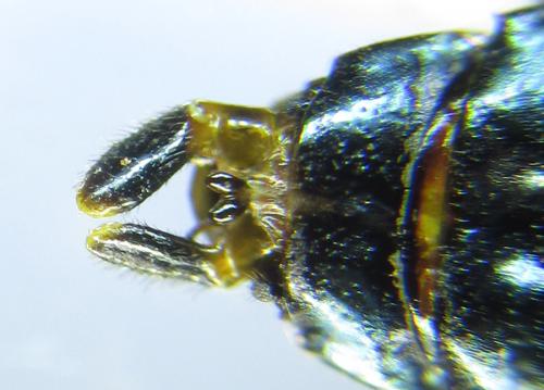 Réf. 287 442 : Acantholyda erythrocephala