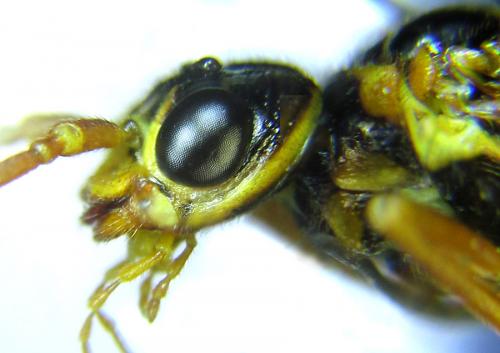 Cephalcia alashanica