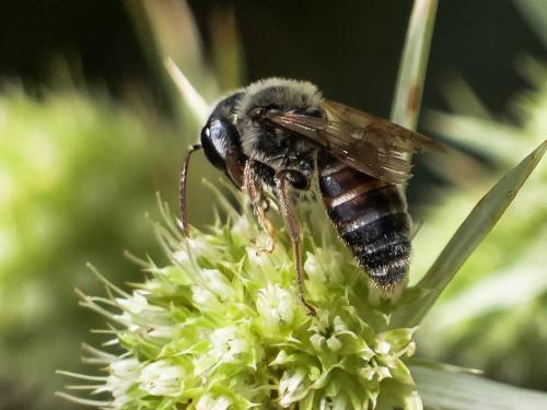 Réf. 287 998 : Andrena variabilis