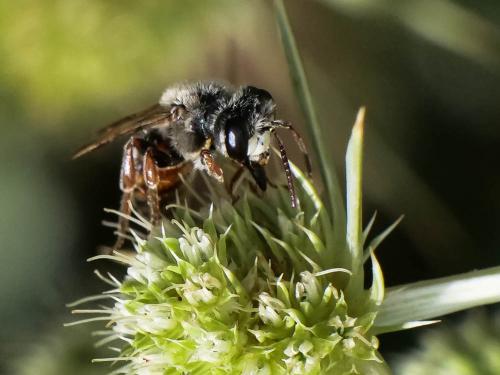 Réf. 287 999 : Andrena variabilis