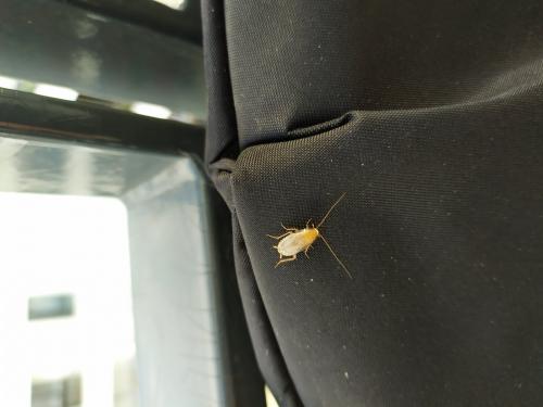 Planuncus vinzi