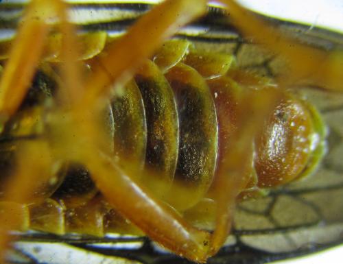 Cephalcia alashanica