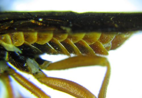 Cephalcia alashanica