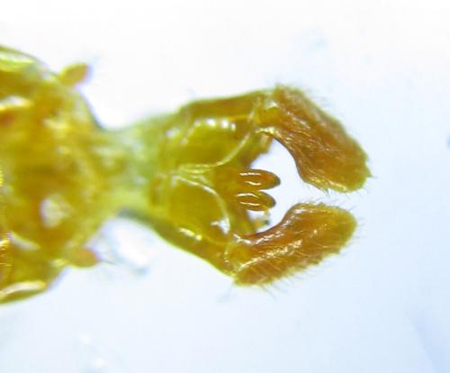 Cephalcia alashanica