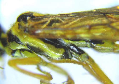 Réf. 287 404 : Cephalcia pallidula