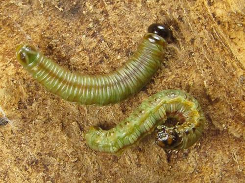 Cephalcia arvensis