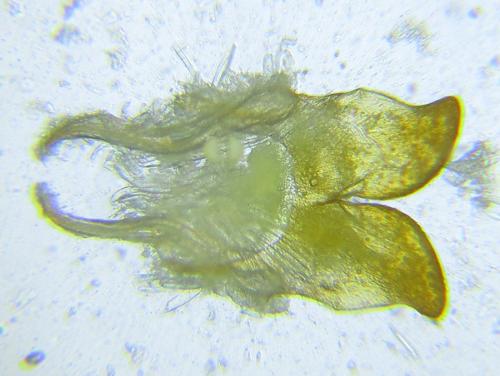 Cephalcia alashanica