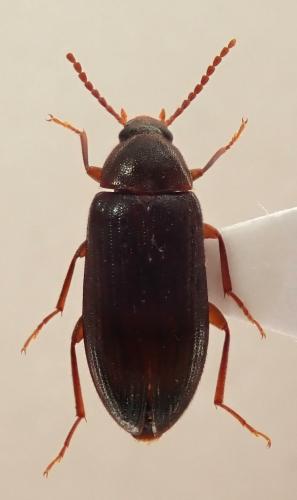 Hymenorus doublieri