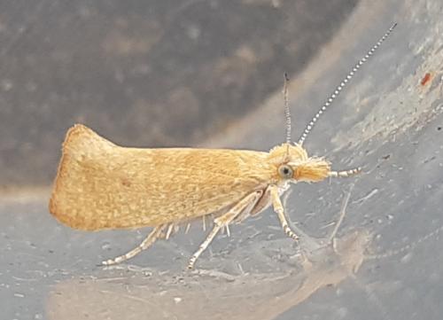 Réf. 287 344 : Ypsolopha alpella