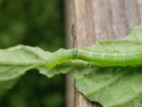 Euplectrus sp.