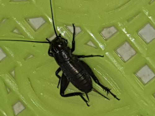 Réf. 287 238 : Gryllus campestris