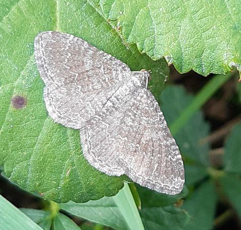 Réf. 287 579 : Cataclysme riguata