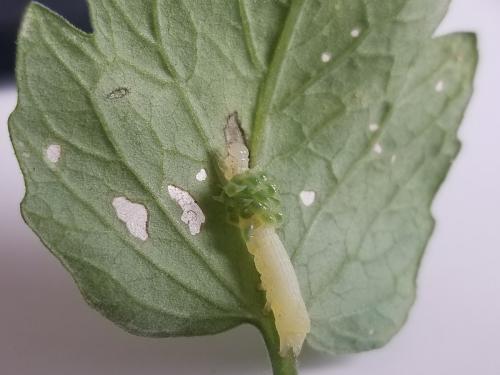 Euplectrus sp.