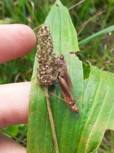 Réf. 287 563 : Pseudochorthippus parallelus parallelus