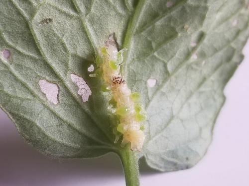 Euplectrus sp.