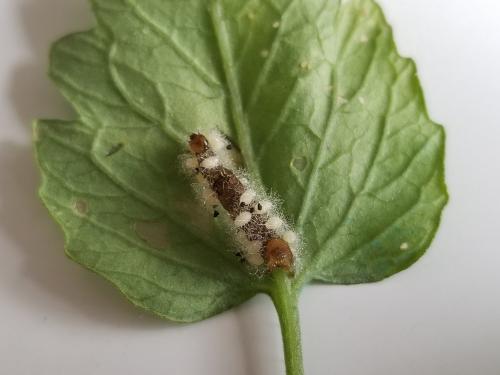 Réf. 287 877 : Euplectrus sp.