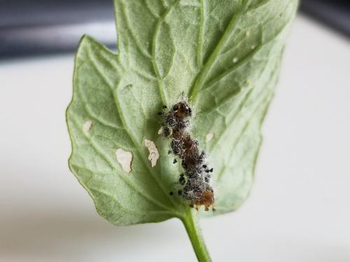Réf. 287 878 : Euplectrus sp.