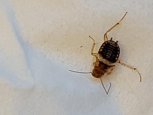 Planuncus vinzi