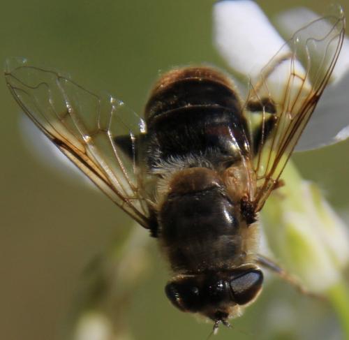 Eristalis tenax