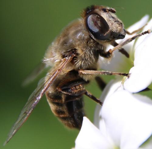 Réf. 287 622 : Eristalis tenax