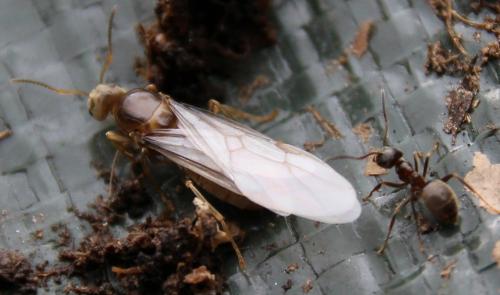 Réf. 287 598 : Lasius sp.
