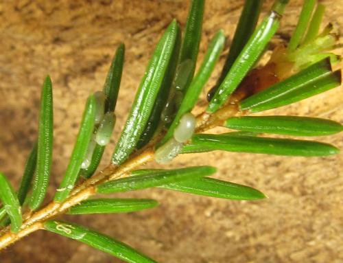 Cephalcia alashanica
