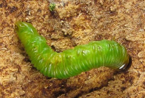 Cephalcia arvensis
