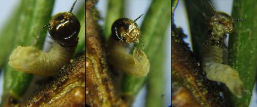 Cephalcia abietis