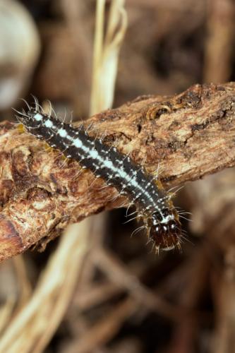 Nyctobrya muralis