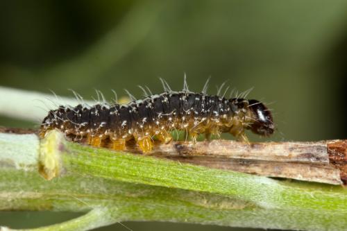 Réf. 287 875 : Nyctobrya muralis