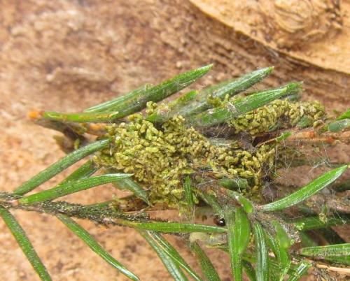 Cephalcia alashanica