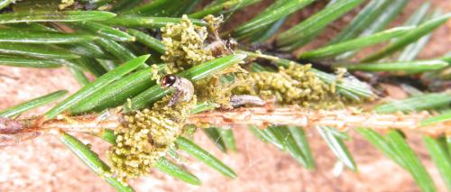 Cephalcia abietis