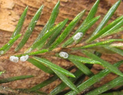 Cephalcia alashanica