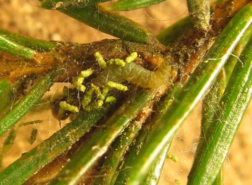 Cephalcia alashanica