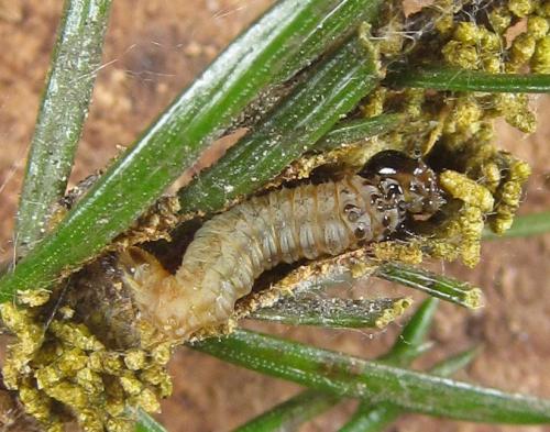 Cephalcia alashanica