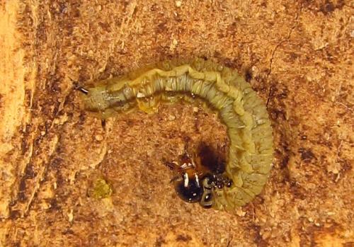 Cephalcia abietis
