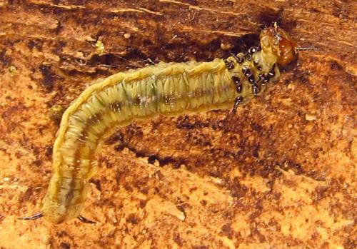 Cephalcia abietis