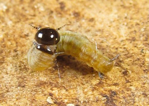 Cephalcia alashanica