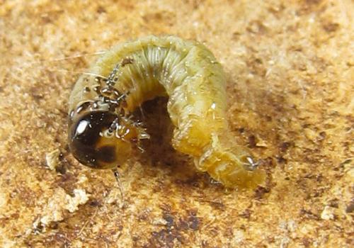 Cephalcia alashanica