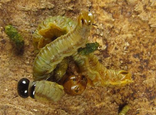 Cephalcia abietis
