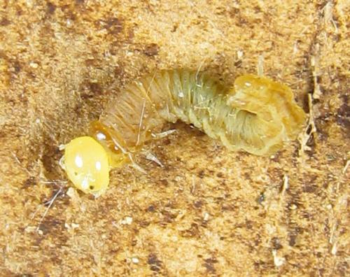 Cephalcia alashanica