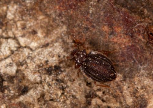 Dasycerus sulcatus