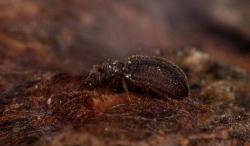 Dasycerus sulcatus
